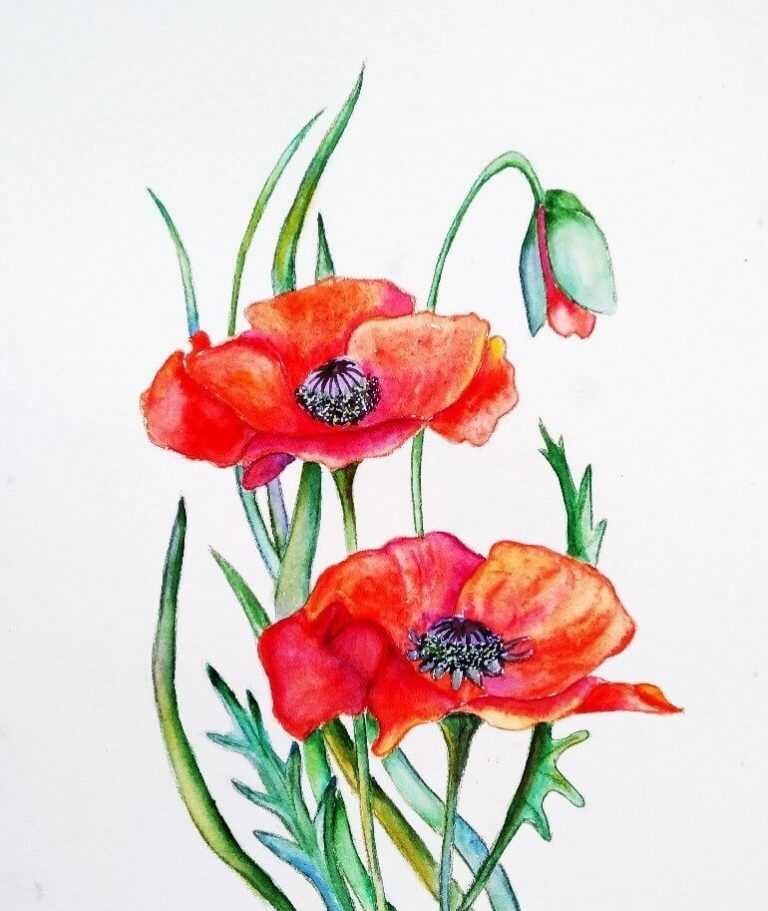 Как рисовать цветы акварелью: 16 советов от Джин Хэйнс