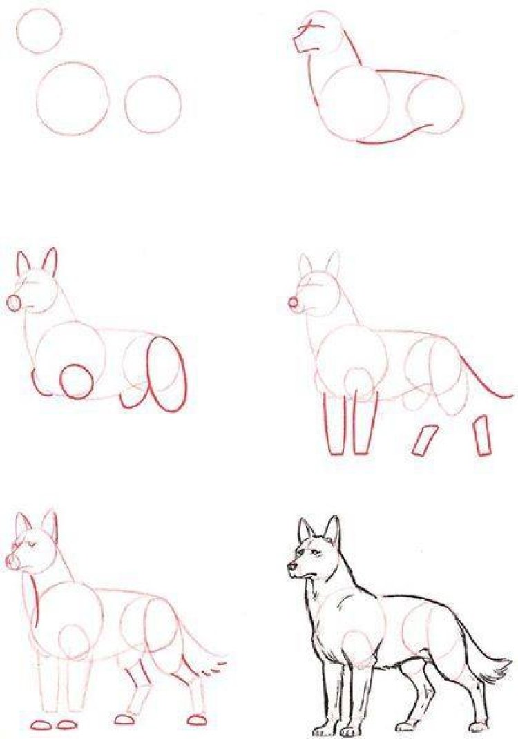 Красивые поэтапные рисунки для начинающих. Собака рисунок карандашом. Уроки рисования волка. Поэтапное рисование собаки. Пошаговое рисование собаки для детей.