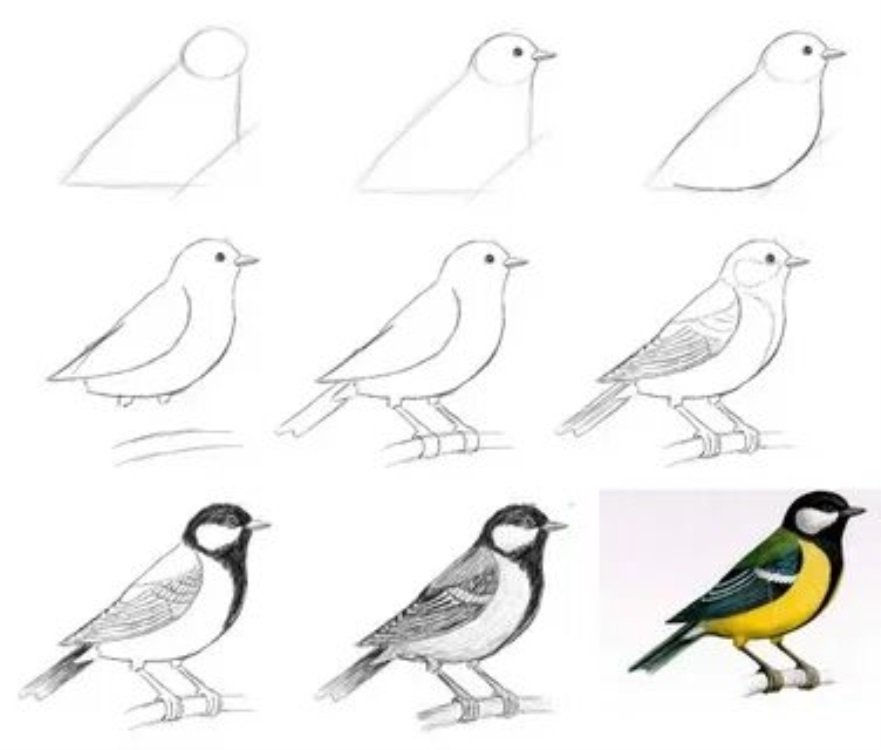 Рисунок птицы 5 класс. Этапы рисования синички для детей. Пошаговый рисунок синицы. Синица пошаговое рисование для детей. Зарисовки птиц.