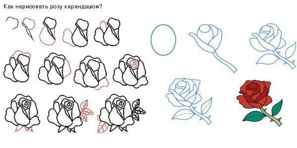 Азбука как нарисовать розу карандашом пошагово