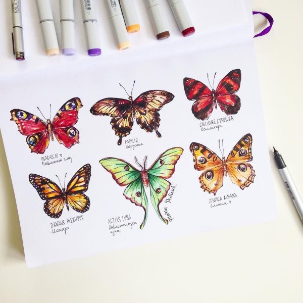 Идеи для срисовки бабочка (90 фото)