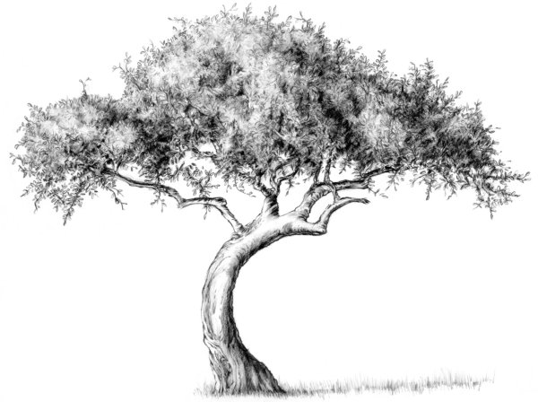 Идеи для срисовки дерево (90 фото)