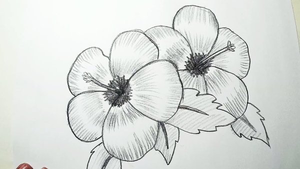 Идеи для срисовки цветы (90 фото)