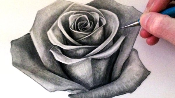 Идеи для срисовки роза (90 фото)