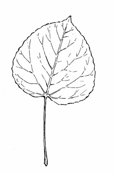 Идеи для срисовки лист яблони (84 фото)