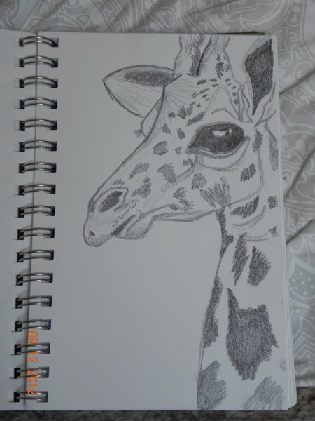 Идеи для срисовки жираф (90 фото)