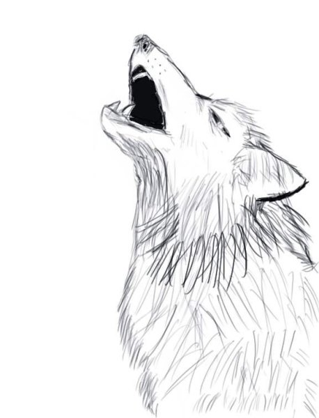 Идеи для срисовки волк (90 фото)