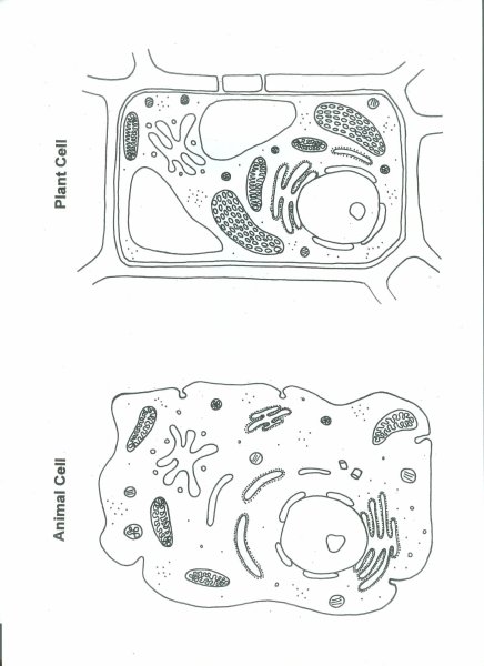 Идеи для срисовки растительная клетка (89 фото)