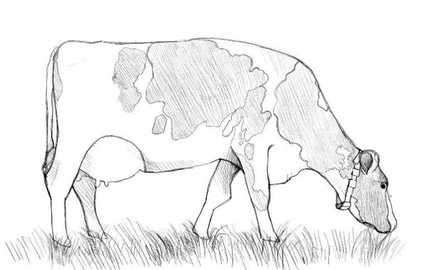 Идеи для срисовки корова (90 фото)