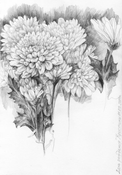 Идеи для срисовки хризантемы (90 фото)