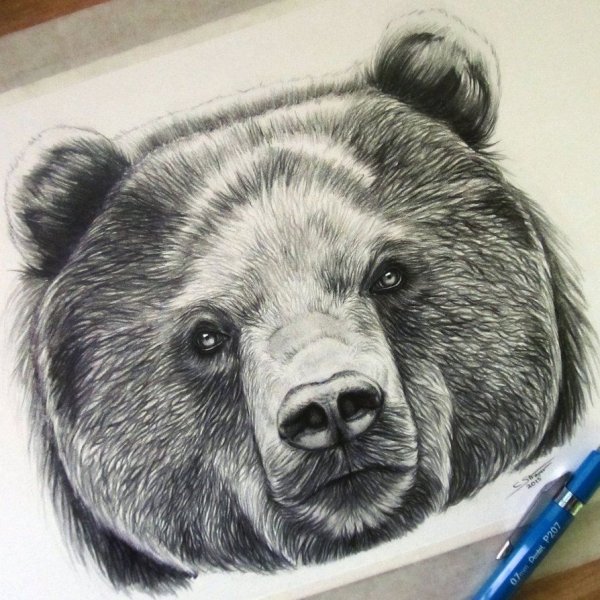 Идеи для срисовки морда медведя (88 фото)