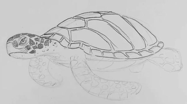 Идеи для срисовки черепаха (90 фото)