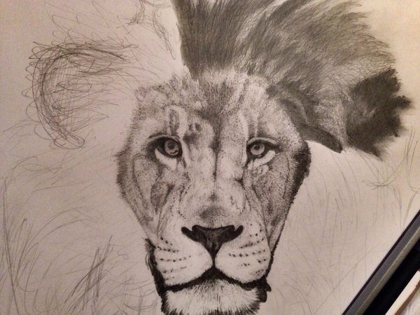 Идеи для срисовки лицо льва (90 фото)
