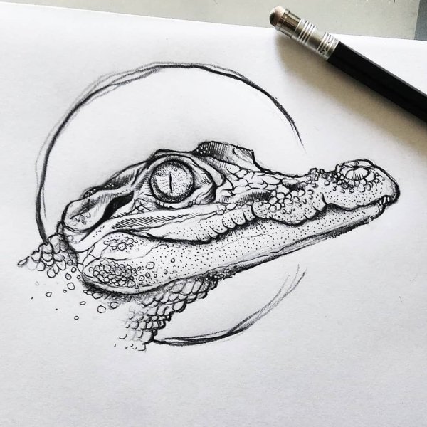 Идеи для срисовки крокодил (90 фото)