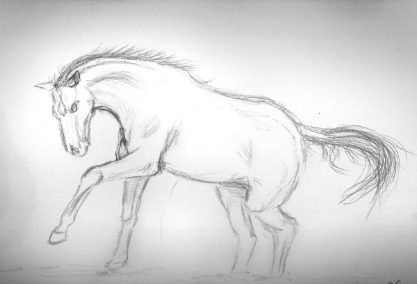 Идеи для срисовки конь (90 фото)