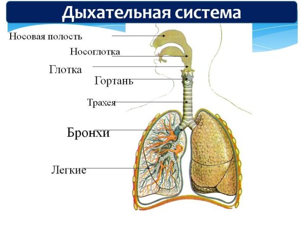 Идеи для срисовки дыхательная система (90 фото)