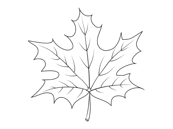 Идеи для срисовки листок клена (90 фото)
