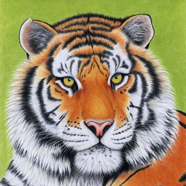 Морда тигра рисунок простой (50 фото)