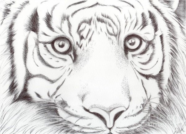 Рисунки карандашом морда тигра (59 фото)