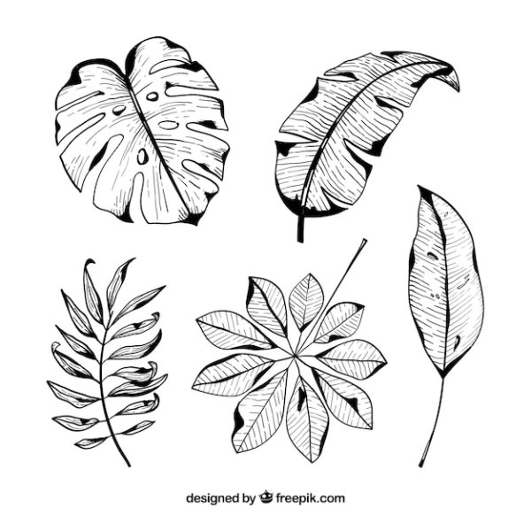 Идеи для срисовки тропические листья (89 фото)