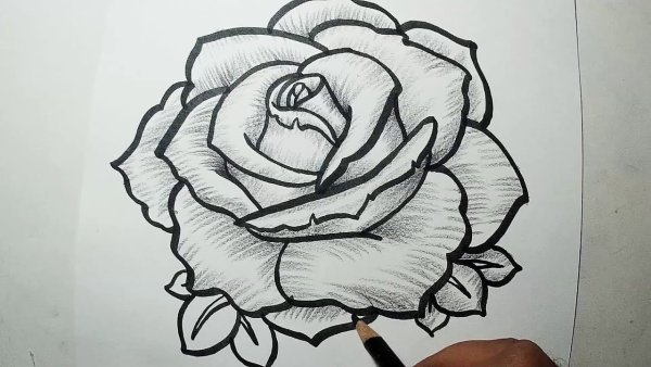 Идеи для срисовки роза цветок (90 фото)