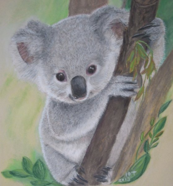 Идеи для срисовки коала (90 фото)
