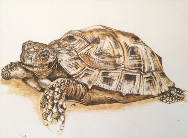 Идеи для срисовки морская черепаха (90 фото)
