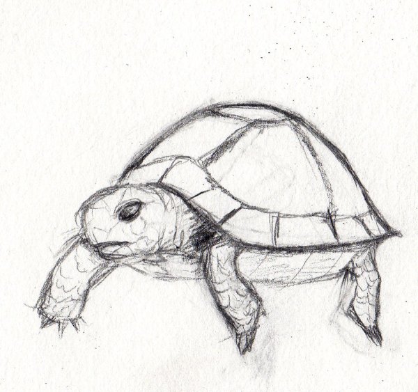 Идеи для срисовки панцирь черепахи (90 фото)