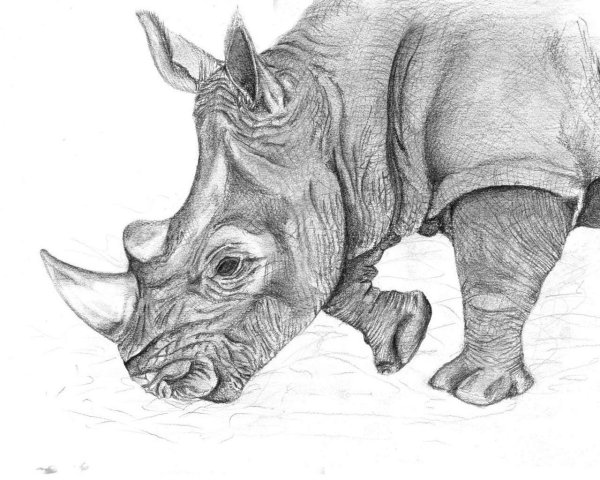 Идеи для срисовки носорог (90 фото)