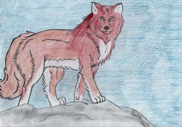 Идеи для срисовки красный волк (90 фото)