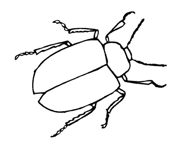 Идеи для срисовки жук (90 фото)
