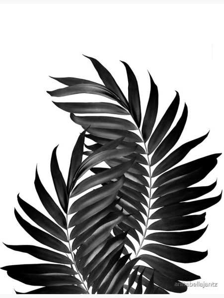 Идеи для срисовки листья пальмы (90 фото)