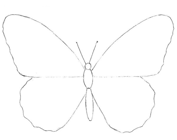 Бабочка симметрия - фото и картинки: 57 штук