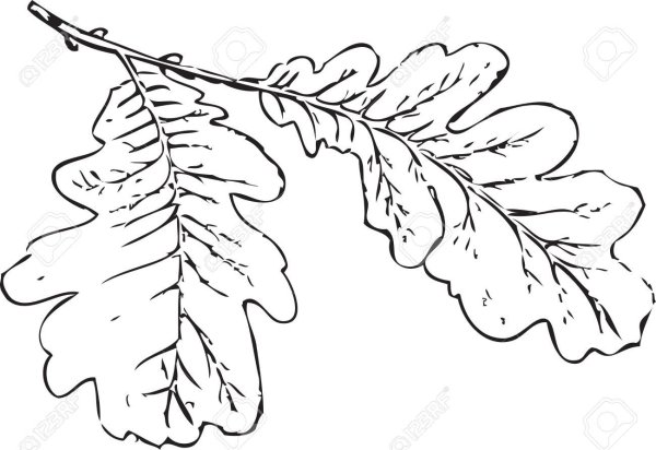 Идеи для срисовки дубовый листок (78 фото)