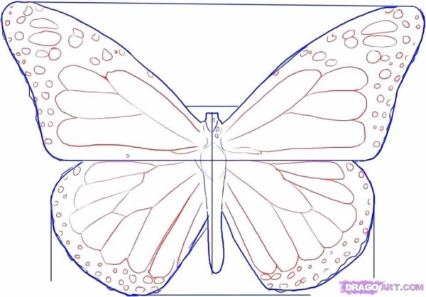 Идеи для срисовки бабочка симметричная (90 фото)