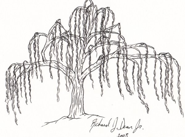 Идеи для срисовки дерево ива (90 фото)