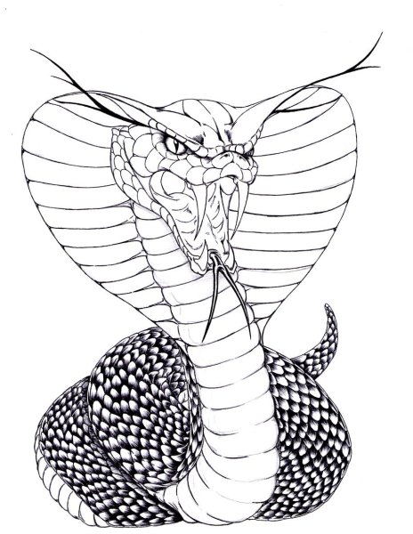 Королевская кобра рисунок (43 фото)