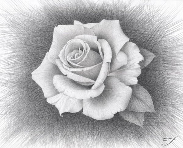 Идеи для срисовки белые розы (90 фото)