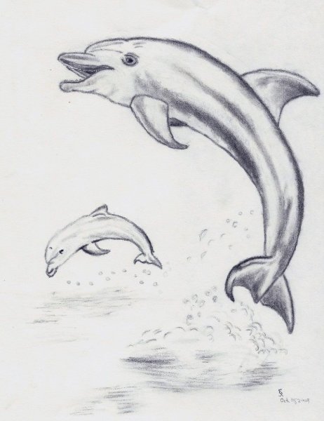 Идеи для срисовки дельфинчик (90 фото)