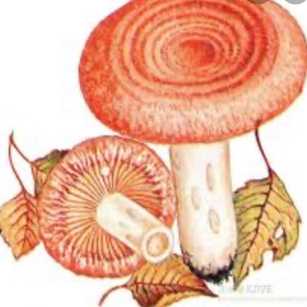 Съедобные грибы Волнушки