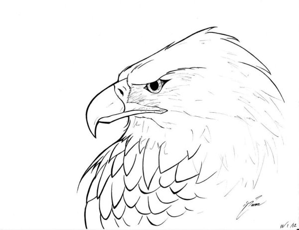 Идеи для срисовки летящий орел (90 фото)