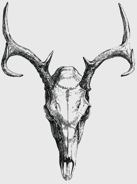 Идеи для срисовки череп оленя (90 фото)