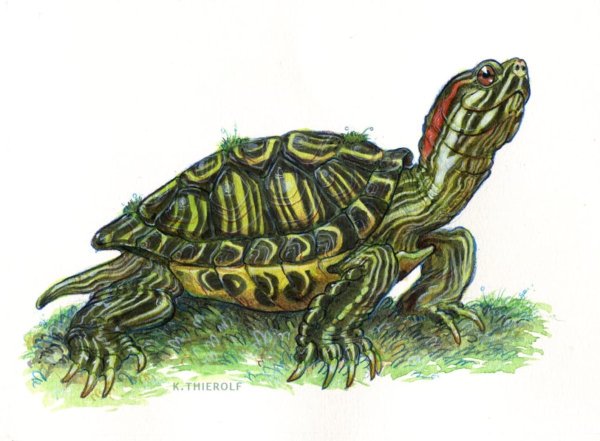 Идеи для срисовки черепаха красноухая (84 фото)