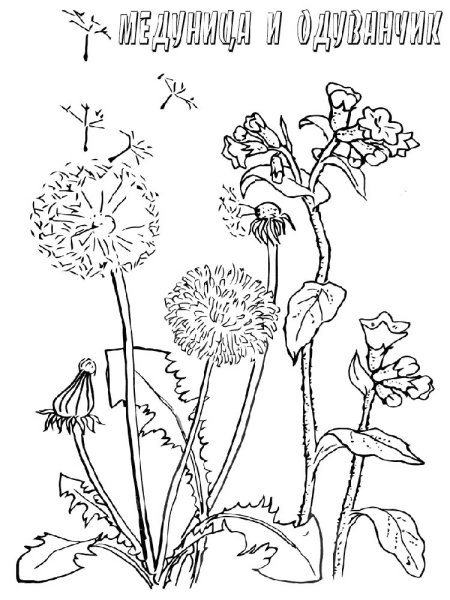 Рисунок дикорастущие растения