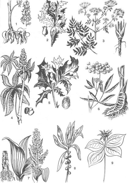 Ядовитые растения рисунок (49 фото)