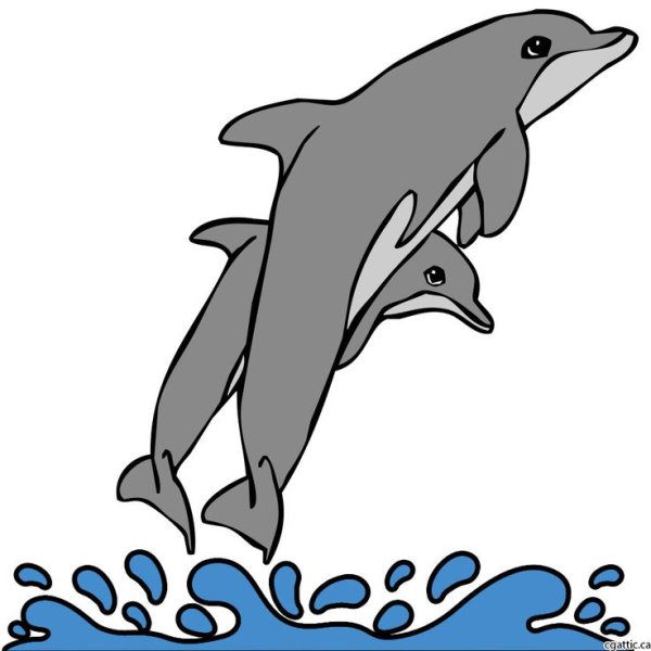 Идеи для срисовки дельфин афалина (90 фото)