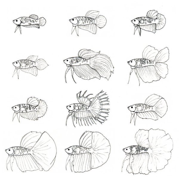 Рисунок + Рыбка петушок