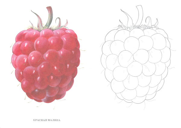 Раскраска ягода малина - 57 фото