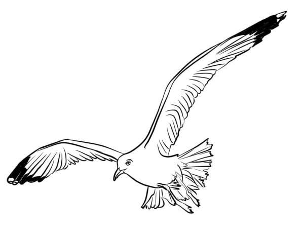 Идеи для срисовки альбатрос (90 фото)