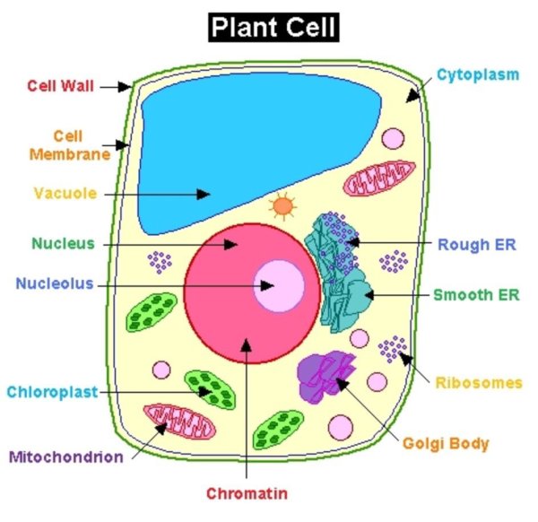 Модель «Клетка растения»